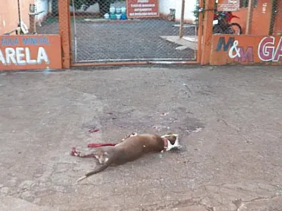 PM mata Pit Bull a tiros durante revista a adolescente