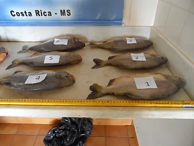 PMA prende torneiro mecânico com 17 kg de pescado ilegal