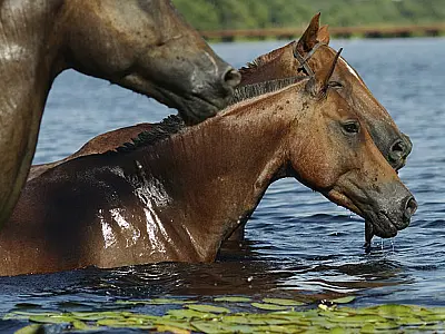 Cavalo Pantaneiro torna-se patrimônio histórico do Estado