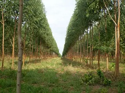 Seminário de Florestas Plantadas acontece na próxima semana