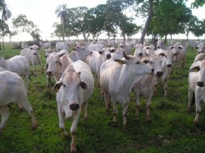 Pecuaristas ficam em alerta com a chegada do outono