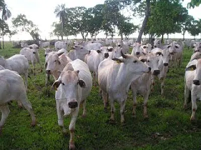 Pecuaristas ficam em alerta com a chegada do outono
