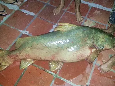 Policial Militar e Mecânico fisgam Jaú de 70 kg no rio Taquari