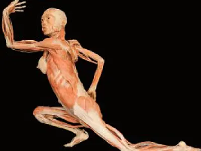Chega a CG exposição promove um mergulho tridimensional no corpo humano