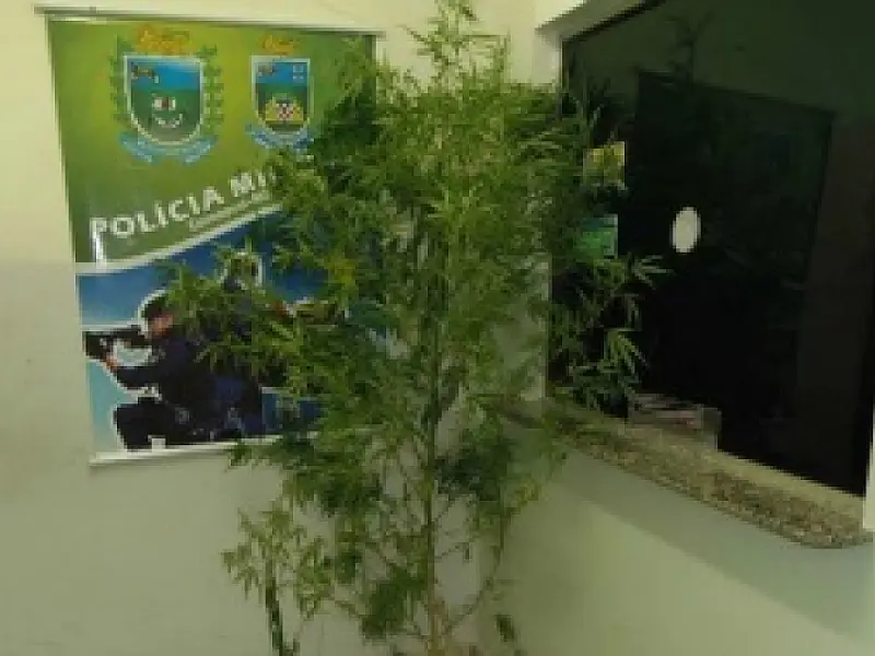 Pé de maconha medindo mais de 2 metros de altura é apreendido em Camapuã