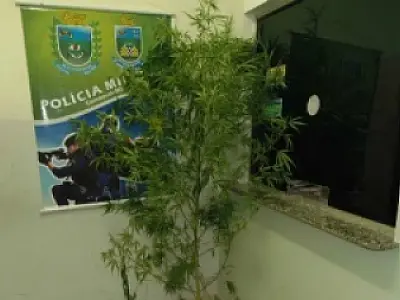 Pé de maconha medindo mais de 2 metros de altura é apreendido em Camapuã