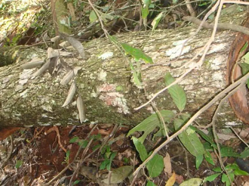 PMA autua fazendeiro em R$ 21 mil por exploração ilegal de madeira em Dourados
