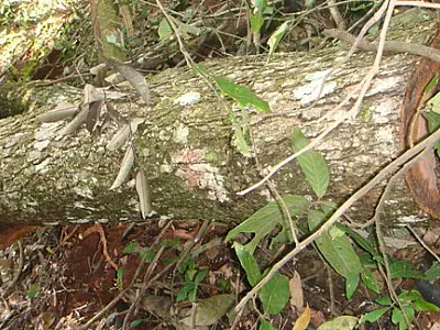 PMA autua fazendeiro em R$ 21 mil por exploração ilegal de madeira em Dourados