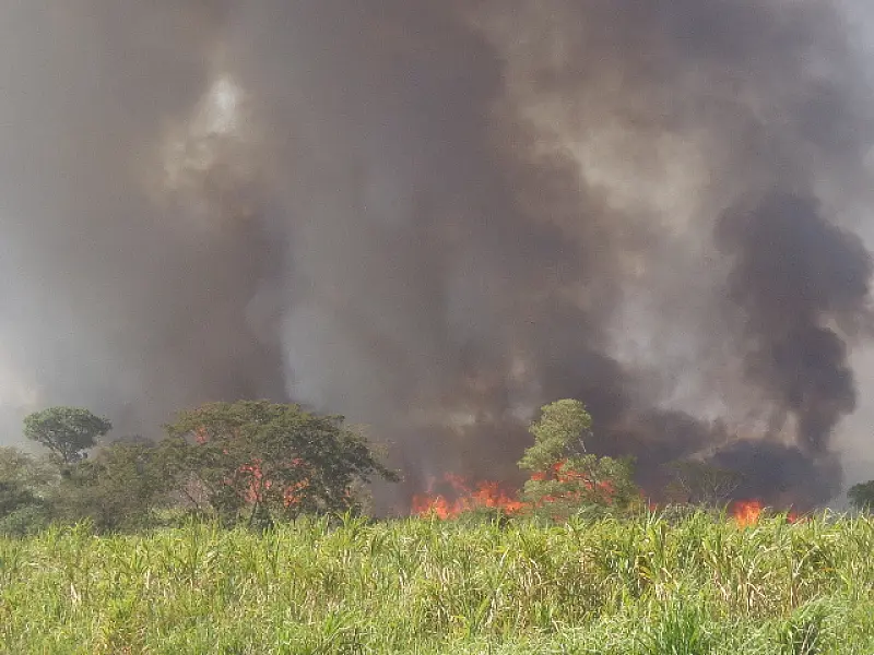 PMA autua usina sucroalcooleira por incêndio em cana