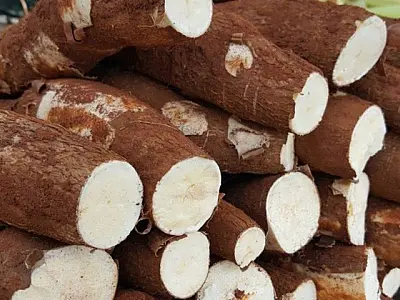 Mandioca é o produto mais comercializado na Ceasa de MS entre os cultivados no Estado