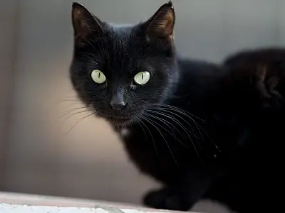 Veterinários e protetores chamam atenção para cuidados e adoção consciente de gatos pretos