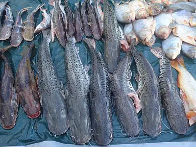 PMA apreende 104 kg de pescado ilegal e autua morador de Bauru em R$ 2,7 mil em MS