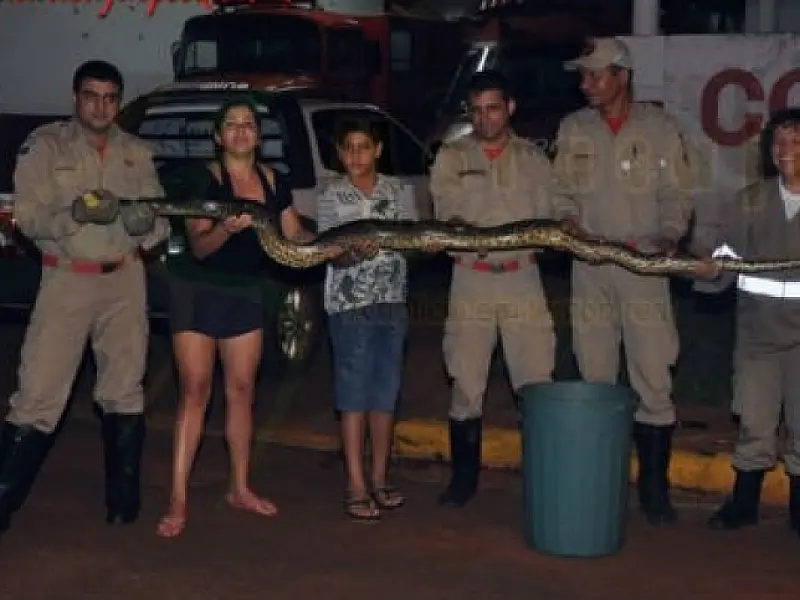 Sucuri com mais de 4 metros é encontrada em Maracaju