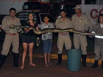 Sucuri com mais de 4 metros é encontrada em Maracaju
