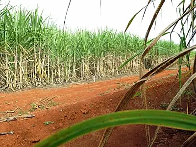 Moagem de cana-de-açúcar deve fechar 2014 com queda de 5%