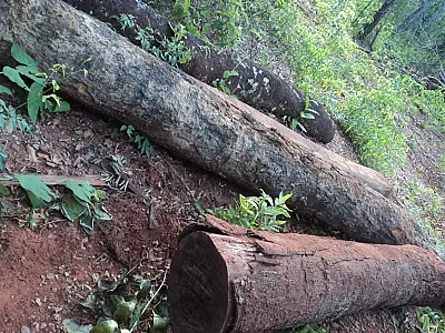 PMA autua fazendeiro em R$ 93 mil por desmatamento e exploração ilegal