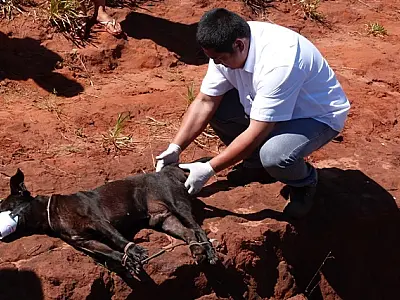 Cachorro é encontrado amarrado dentro de buraco e revolta moradores