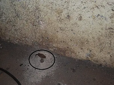 Secretário municipal se apresenta depois de atirar em funcionário da prefeitura