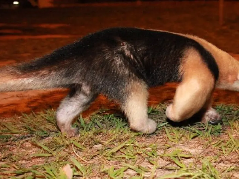 Tamanduá é visto perambulando em Coxim; 3º em menos de um mês