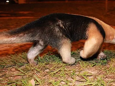 Tamanduá é visto perambulando em Coxim; 3º em menos de um mês