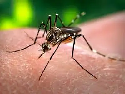 MS confirma mais três mortes e notifica 1.317 casos de dengue em uma semana