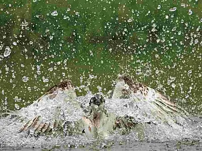 Foto de águia vence concurso mundial de imagens da vida selvagem
