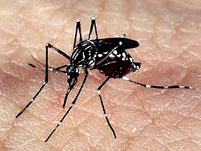 Começa hoje Semana Nacional de Combate ao Aedes aegypti