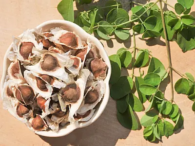 Semente da Moringa pode purificar a água e ainda combater a desnutrição pelo mundo