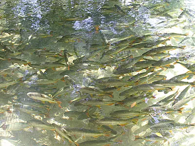 Pesca é proibida entre novembro e fevereiro em MS