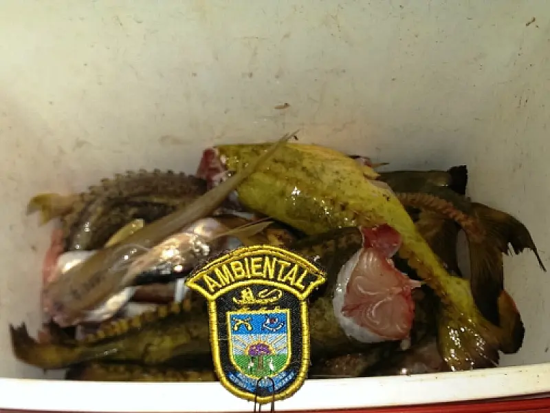 PMA/MS autua três pescadores por praticar pesca sem licença