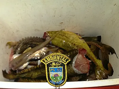 PMA/MS autua três pescadores por praticar pesca sem licença