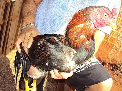 PMA fecha rinha de galo e prende suspeito em Bataguassu