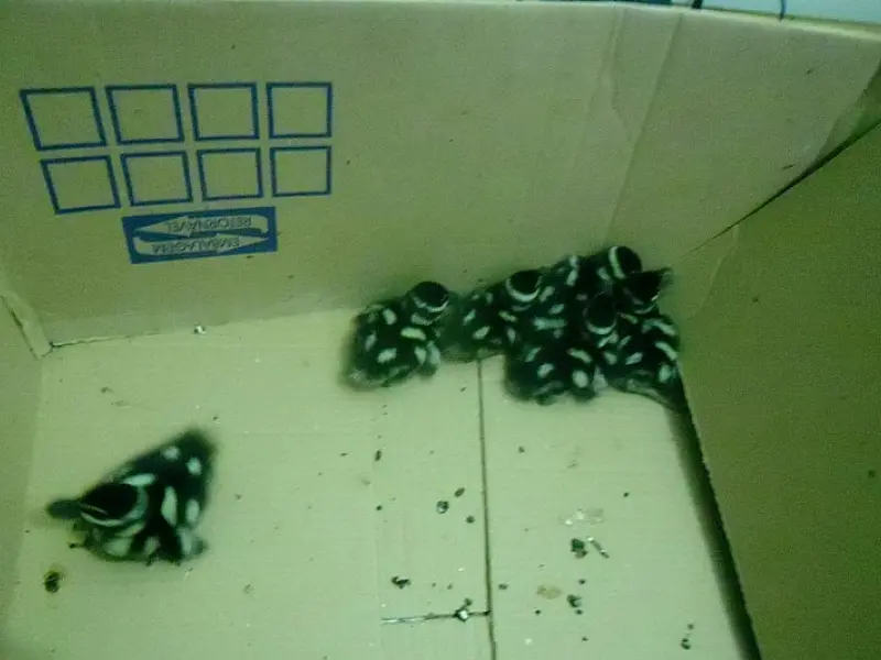 PMA prende traficante paulista com sete filhotes de patos selvagens no Pantanal