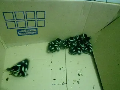 PMA prende traficante paulista com sete filhotes de patos selvagens no Pantanal