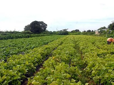 IBGE mantém estimativa de safra 14% maior em 2017