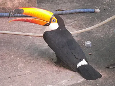 PMA é acionada para salvar Tucano engasgado em Coxim