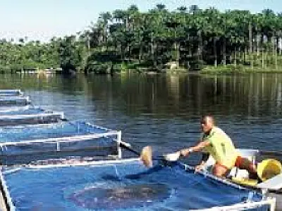 MS 40 anos: Seriedade do Estado ajuda na escolha de Selvíria para sediar polo nacional de produção de peixes