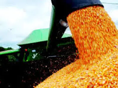 Conab atende pedido e vai negociar 60 mil toneladas de milho de MS