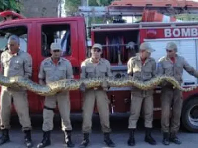 Capturada em Várzea Grande sucuri de 150 quilos