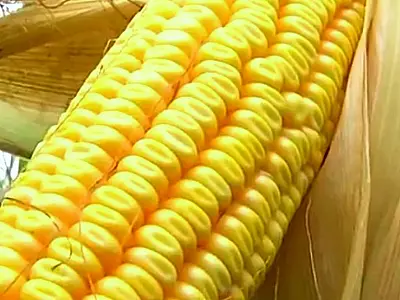 Colheita da segunda safra de milho chega a 41,5% da área cultivada em MS, aponta entidade