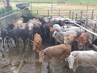 Com incentivo do Governo de MS, produção de carne orgânica e sustentável é realidade no Pantanal
