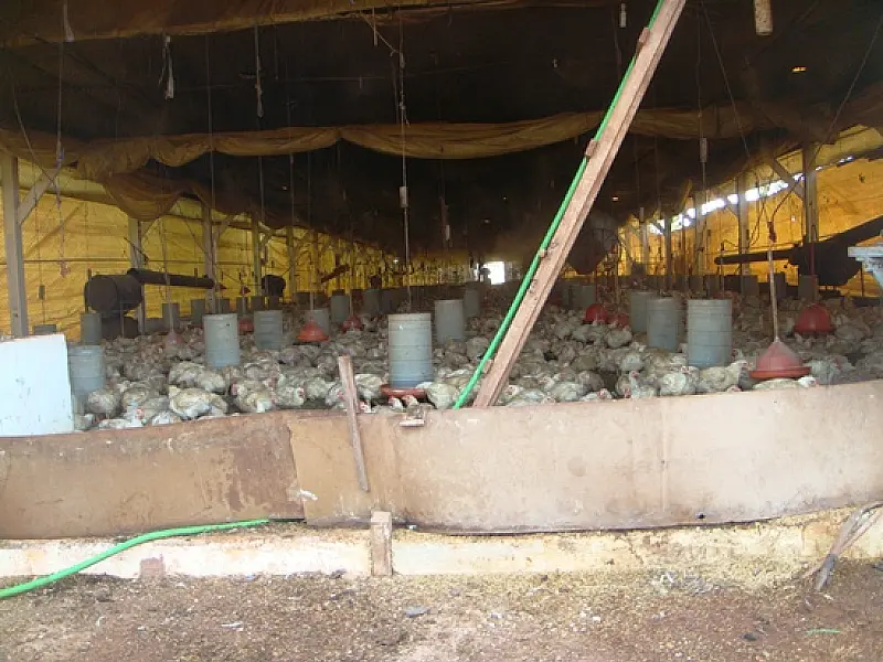 Avicultura ilegal que alimentava porcos com frangos mortos é fechada