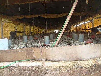 Avicultura ilegal que alimentava porcos com frangos mortos é fechada