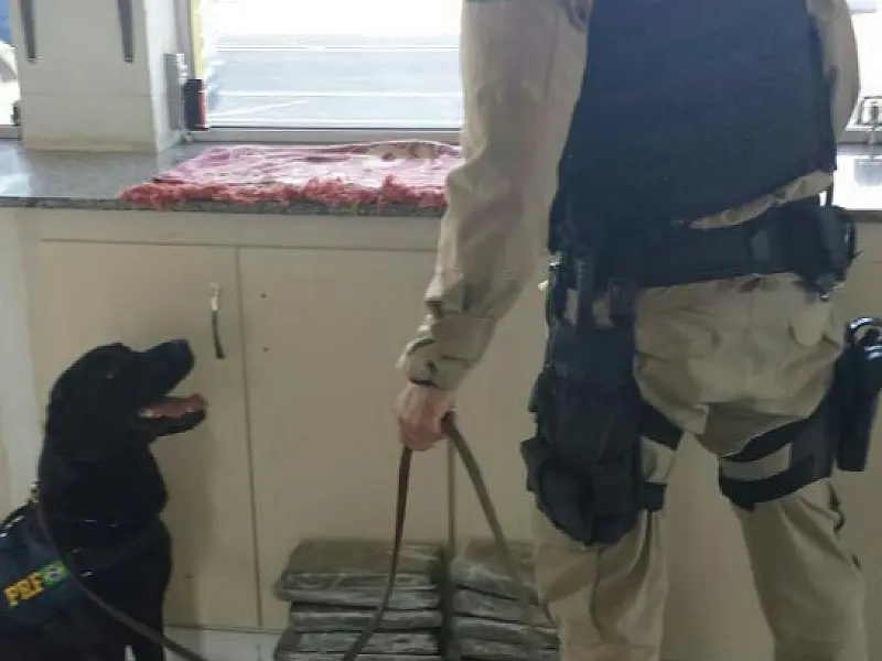 Cães da PRF auxiliam policiais a encontrarem drogas em ônibus