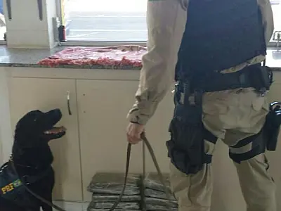 Cães da PRF auxiliam policiais a encontrarem drogas em ônibus