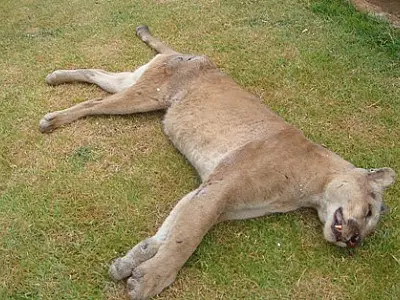 Onça parda é atropelada perto da ponte do rio Brilhante