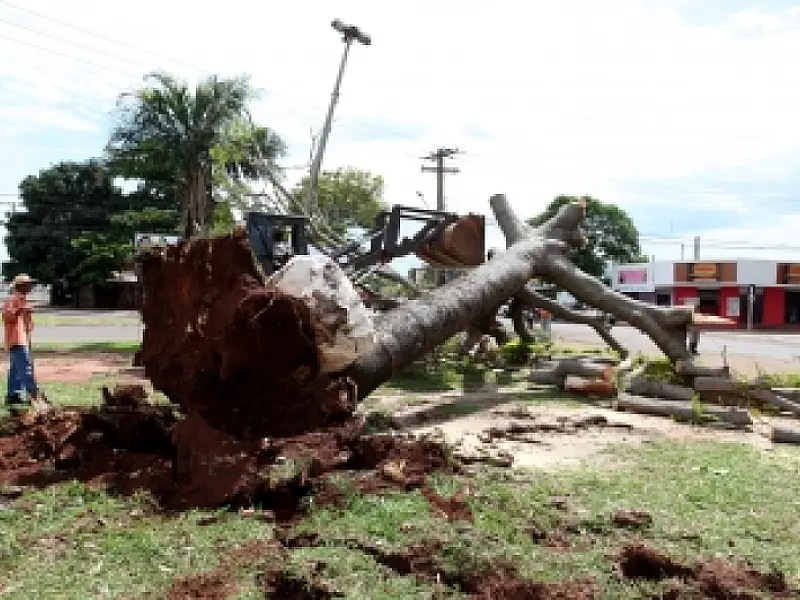 Equipes da Prefeitura recolhem árvores derrubadas pelo vendaval