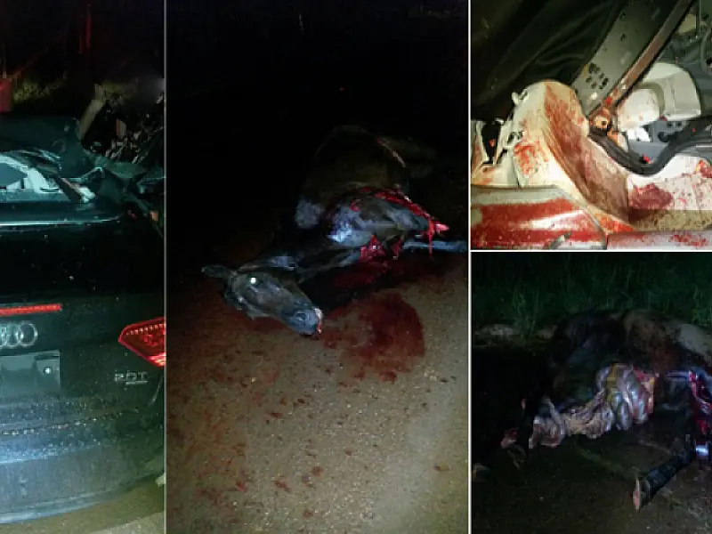 Motorista sai ileso de grave acidente que atropelou e matou dois cavalos na MS-376