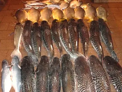 PMA prende pescador com 114 kg de pescado acima da cota
