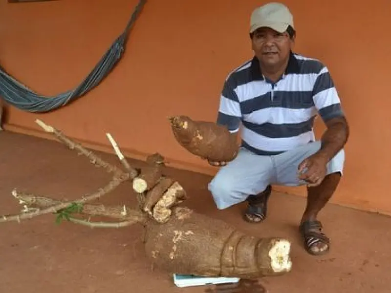 Homem colhe mandioca de 30kg no quintal de casa em Caarapó